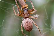 Brown House Spider (Badumna longinqua) (Badumna longinqua)